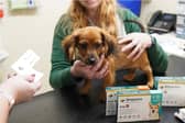 Lungworm can be prevented by anti-parasite treatments