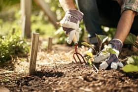 The sunny weather is inspiring many of us to get out in our gardens. It's still a little early for summer bedding plants but there's a lot that can be done!