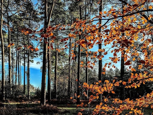 Aspley Woods is approximately 326ha of mainly conifer plantation woodland with some areas of semi-ancient natural woodland, that lies between Woburn Sands, Bow Brickhill and Aspley Guise. It's a great place to discover nature and enjoy the outdoors with over 400 acres of woodland, heathland and meadows to enjoy - a fabulous site for walking and cycling.