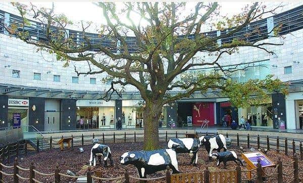 The famous oak withered and tree died over the decades until it was finally removed in 2016