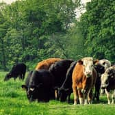 Cows can be curious and follow people in Milton Keynes parks