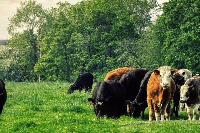 Cows can be curious and follow people in Milton Keynes parks