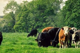 Cows can be curious and follow people in Milton Keynes parks