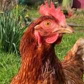 Every chicken deserves fresh air and sunshine, says the British Hen Welfare Trust