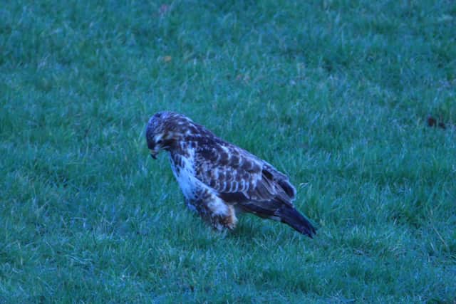 Passer-by Colin Patrick managed to snap this photo of the bird of prey on the MK roundabout