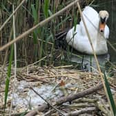 The mother swan sits mournfully by the side of her nest containing the smashed eggs