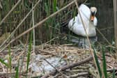 The mother swan sits mournfully by the side of her nest containing the smashed eggs