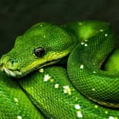 Hordes of live reptiles would have been on display at the IHS show in Milton Keynes