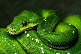 Hordes of live reptiles would have been on display at the IHS show in Milton Keynes