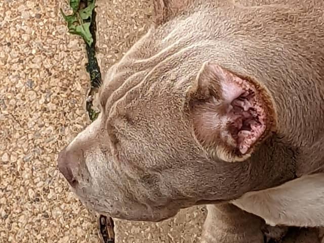 ear cropping is illegal in the UK