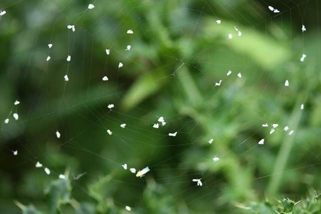 The tiny white flies are swarming in parts of MK