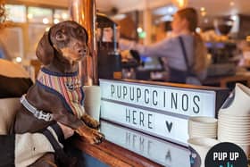 The Pup Up Cafe for dachshunds is coming to Milton Keynes next month