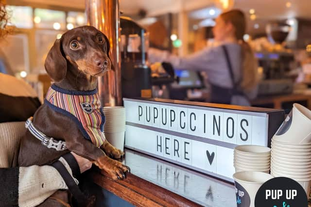 The Pup Up Cafe for dachshunds is coming to Milton Keynes next month