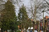 This shows the work in progress in Stony Stratford, where council worker cut mature trees back to the stumps