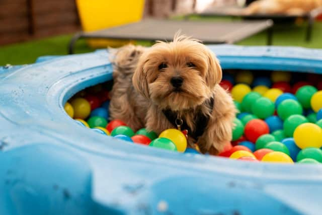 A doggy enjoying the facilities at Crossroads Resort