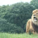 Khari, the magnificent African lion (c) ZSL