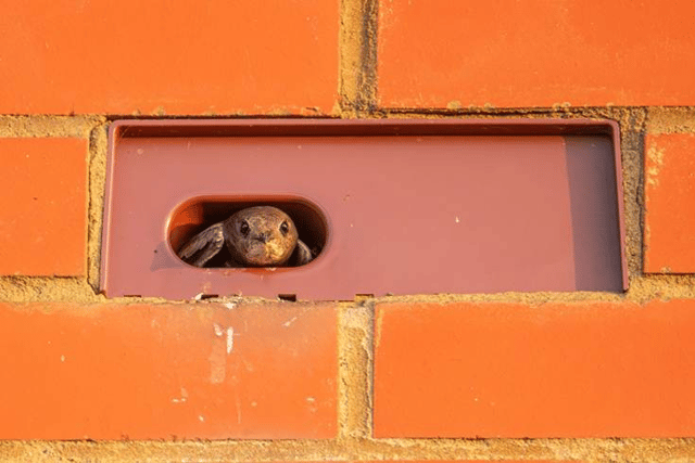 The special bricks encourage the swifts to nest