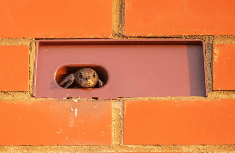 Milton Keynes housebuilder uses special 'Swift Bricks' to encourage birds ...