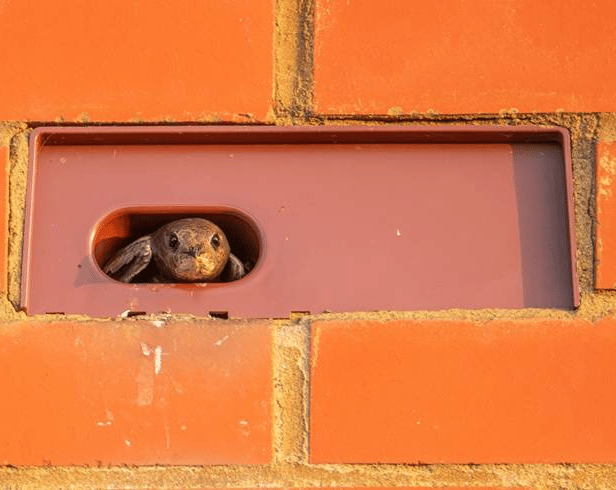 The special bricks encourage the swifts to nest