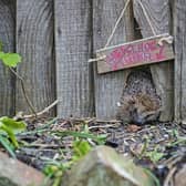 B&amp;DWH - A hedgehog using a hedgehog tunnel