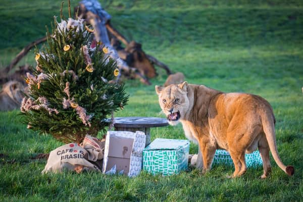 Female Tullulah guards her gifts and tree