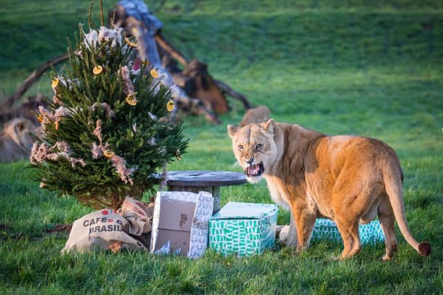 Female Tullulah guards her gifts and tree