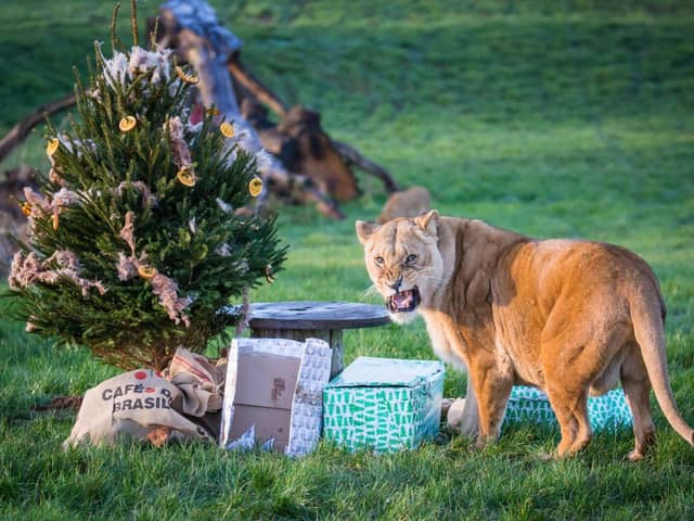 Female Tullulah guards her gifts and tree