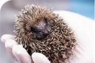 One of the patients at Deanshanger Hedgehog Rescue