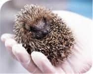 One of the patients at Deanshanger Hedgehog Rescue