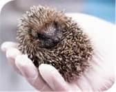 One of the patients at Deanshanger Hedgehog Rescue
