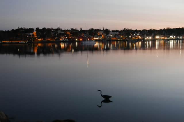 A lone heron fishing at Lunenburg (picture: James Ruddy)