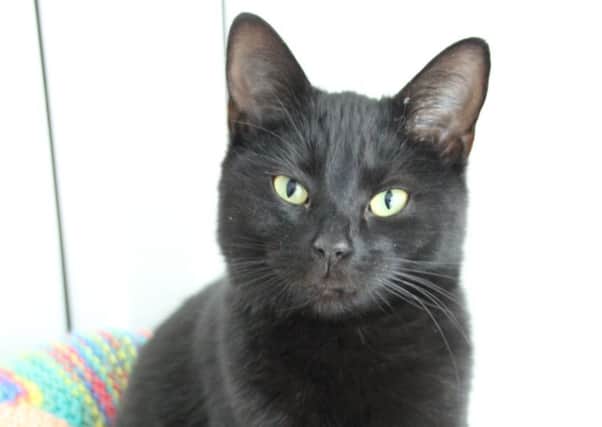 The RSPCA has many felines in need of their fur-ever homes.  Can you help?