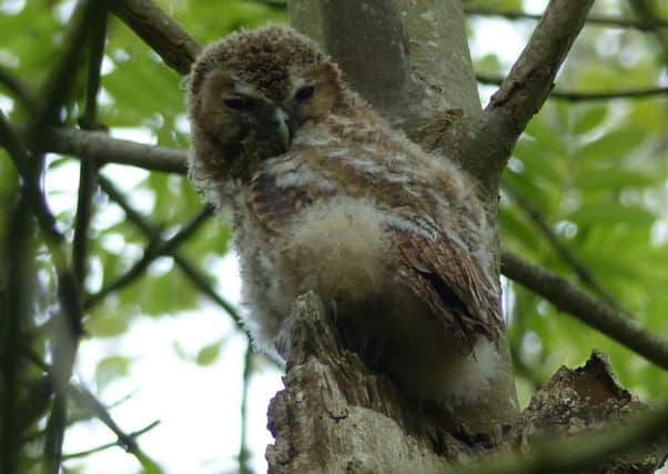 Juvenile tawny owl. Picture - Harry Appleyard