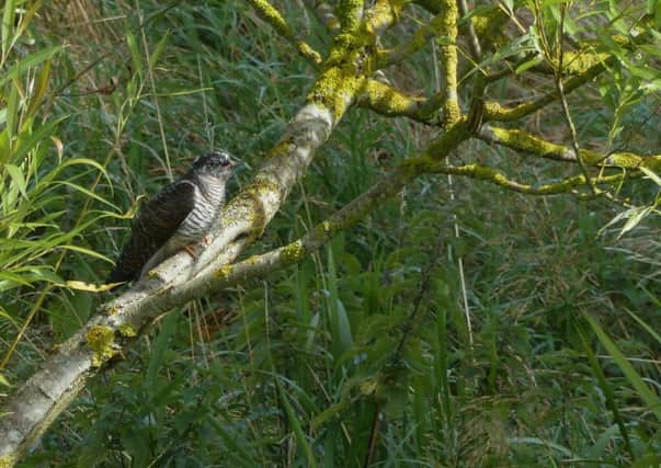 Juvenile cuckoo. Picture - Harry Appleyard