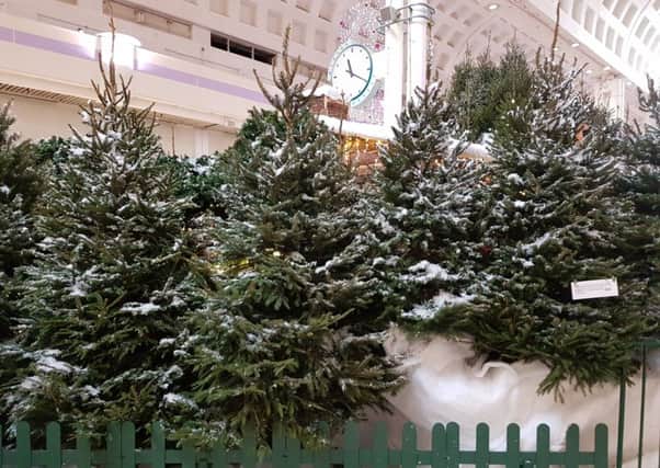 The trees heading to Woburn's rhino enclosure