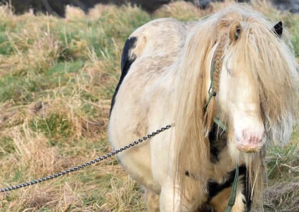 Ponies found tethered together in muddy Milton Keynes field