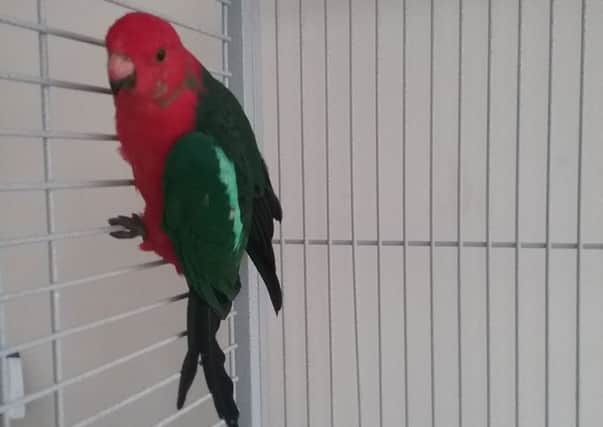 Polly the parrot