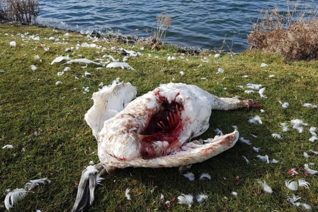 The swan was killed by three otters according to an eyewitness