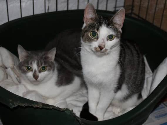 Pet owners are being advised to keep animals indoors at night if possible