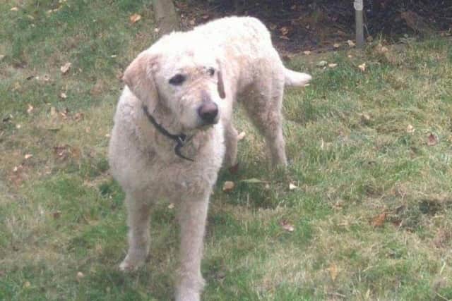 Miley has been missing since December, but sightings continue - can you help find her?