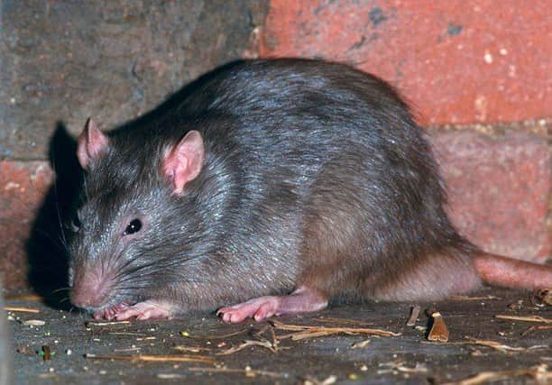 Rats are a problem in Fishermead