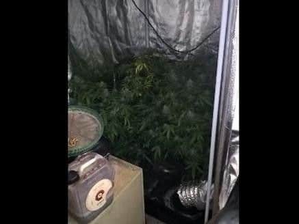 Cannabis plants seized during the operation