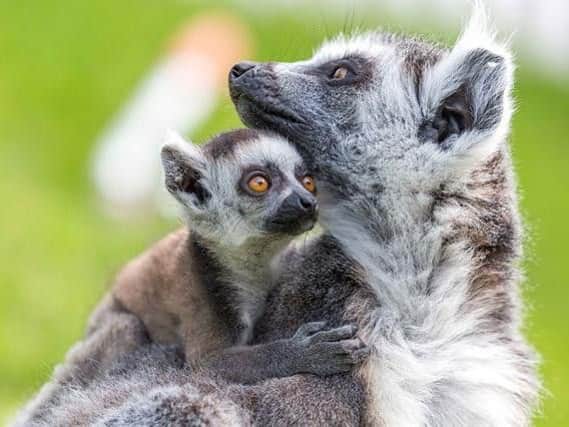 Woburns new baby boy lemur cuddles up to his mum Kirindy