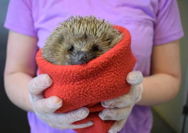 Becky Morley of Shepreth Hedgehog Hospital gives hedgehogs a bath before being released at Center Parcs Woburn Forest last week.