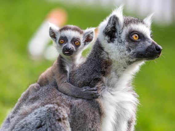 Ring-tailed lemur mum Kirindy has a lot on her hands this summer after giving birth to a beautiful baby boy. Named Rakoto
