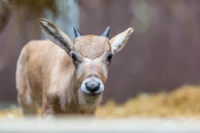 Woburn's baby boom is brilliant news for endangered species