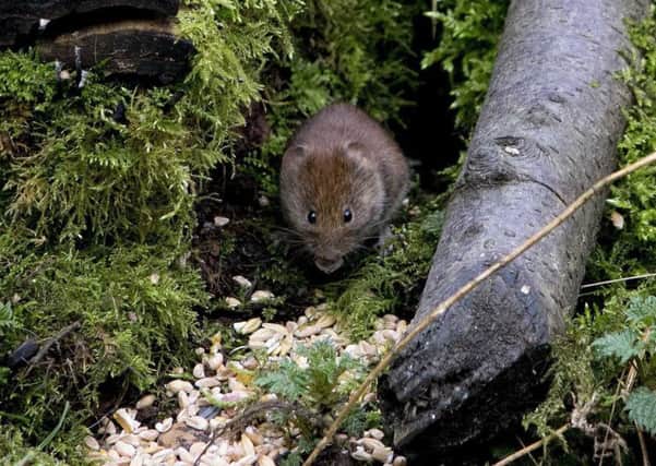Bank vole at Linford Lakes Nature Reserve. Picture: Dave Mahony.