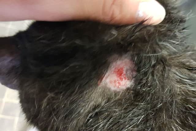 Megatron the cat was burned after collar melted in the heat claims owner