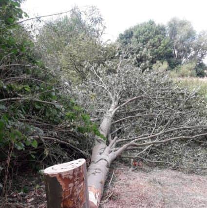 Trees mindlessly hack-sawed in Milton Keynes
