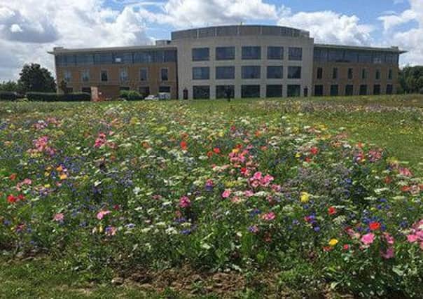 wildflowers at Cranfield University